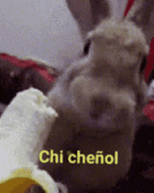 chi chenol s%C3%AD yes bunny rabbit