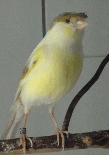 canary-bird.gif