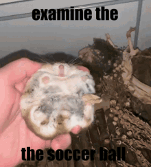 Examine The GIF - Examine The Soccer GIFs