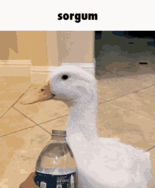 Sorgum Duck GIF - Sorgum Duck Water GIFs