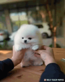 Puppy Pomeranian GIF - Puppy Pomeranian Cute GIFs