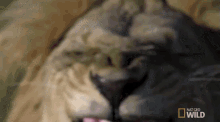 Angry Lion GIF - Fangs Angry Lion GIFs