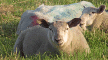 Sheep Eating GIF - Sheep Eating Sync GIFs