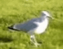 Seagull Dance GIF - Seagull Dance When Jam Comes On GIFs