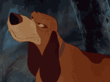 copper fox and the hound dog growl angry copper fox and the hound dog growl angry