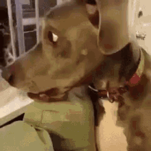 Hold Hold Back GIF - Hold Hold Back Dogs GIFs