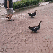 Entog Ngentog Ducking Duck GIF - Entog Ngentog Ducking Duck Lord Kung King Kang GIFs