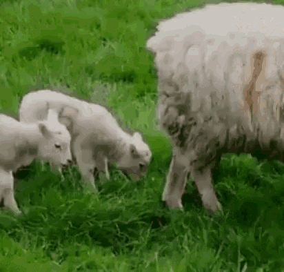 Sheep Lamb GIF - Sheep Lamb Poop - Discover & Share GIFs