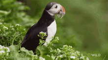Meal National Geographic GIF - Meal National Geographic Nat Geo Wild GIFs