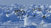 Walking Emperor Penguin Migration GIF - Walking Emperor Penguin Migration Migrating GIFs