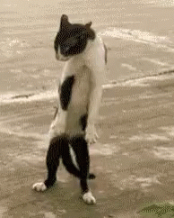Cats Dance GIF - Cats Dance Fight GIFs
