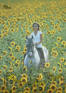 sz%C3%A9p napot horse sunflower have a nice day