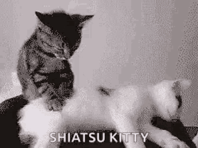 Kitty Kittens GIF.
