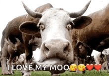 cow moo