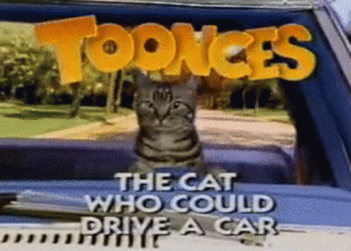 Toonces Cat GIF - Toonces Cat Drive A Car - Discover & Share GIFs.