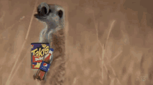 Meerkat Animal GIF - Meerkat Animal Eyes GIFs