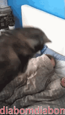 Cachorro Acorda GIF - Dog Wake Up Bed GIFs