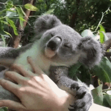 Koala Bear Tummy Rubs GIF - Koala Bear Tummy Rubs Peacful GIFs