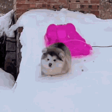 Dog Fall On Face Snow Sled GIF - Dog Fall On Face Snow Sled GIFs