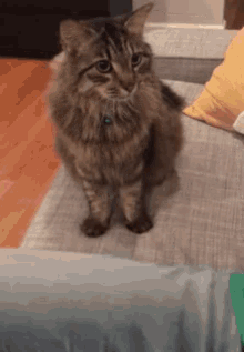 Team Cat GIF - Team Cat Touch My Hands GIFs