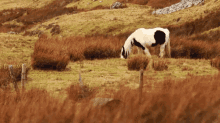 Grass Bull GIF - Grass Bull Grazing GIFs
