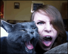 Crazy Cat Cat GIF - Crazy Cat Cat Pet GIFs