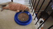 Cat Bored GIF - Cat Bored Lazy GIFs