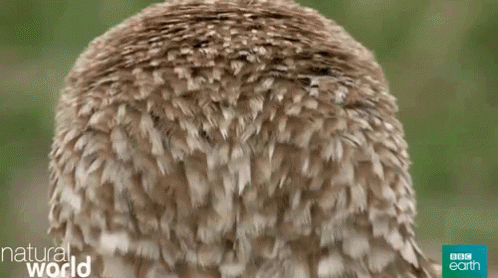 Owl Head Turn GIF - Owl Head Turn Head - Discover & Share GIFs
