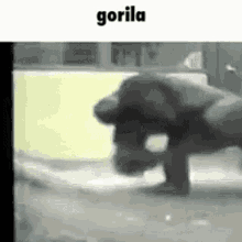 Gorilla Spinning GIF - Gorilla Spinning Wild GIFs