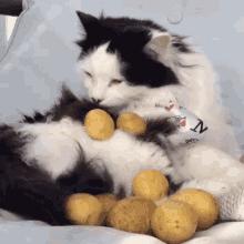 Couch Potato Cat GIF - Couch Potato Potato Cat GIFs