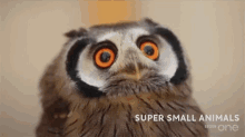 Owl Animals GIF - Owl Animals GIFs