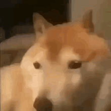 Bonk Meme GIF - Bonk Meme Dog GIFs