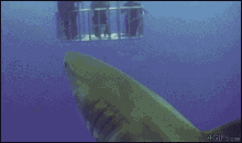 shark fart divers underwater