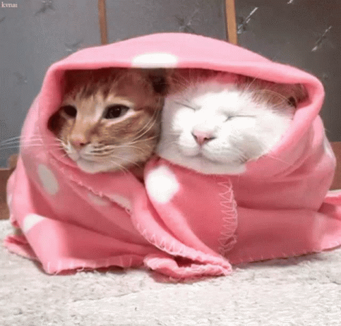 cats-cute.gif
