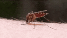 Mosquito Bite GIF - Mosquito Bite GIFs