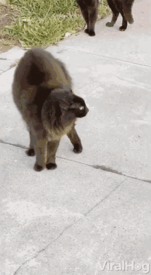 Cat Attack Viralhog GIF - Cat Attack Viralhog Aggressive Cat GIFs