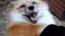 fox insane crazy losing it animal fox insane crazy losing it animal