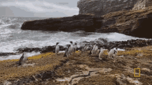 Toddling Penguins Shaking Off The Water GIF - Toddling Penguins Shaking Off The Water Walking Penguins GIFs