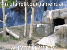 kin planet kin planet monkeys gorillas kin planet kin planet monkeys gorillas