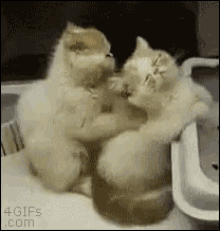 cats massage