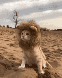 Leão Gato Miau Deserto Que? GIF - Lion Cat Meaw GIFs