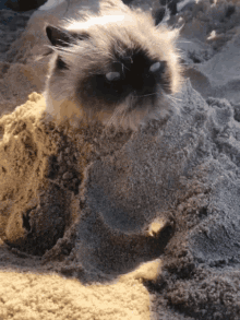 Funny Cat Beach GIF - Funny Cat Beach Summer GIFs