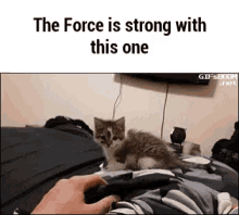 Force Cat GIF - Force Cat Starwars GIFs