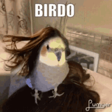 Bird Birdo GIF - Bird Birdo Mr Erdogan GIFs