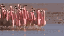 Flock Of Birds Flamingo GIF - Flock Of Birds Flamingo GIFs