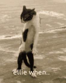 Ellie Elliecat GIF - Ellie Elliecat Catforellie GIFs