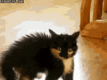 Scared Cat GIF - Scared Cat Back Up GIFs