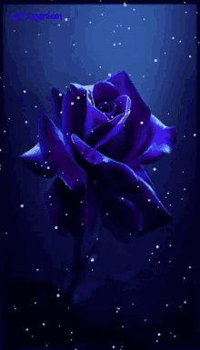 Blue Flower GIF - Blue Flower Rose GIFs