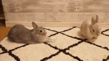 Bunny Stretch Stretching GIF - Bunny Stretch Bunny Stretch GIFs