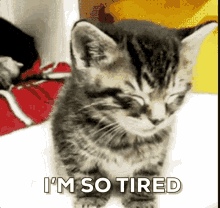 Tired Kitten GIF - Tired Kitten Cat GIFs